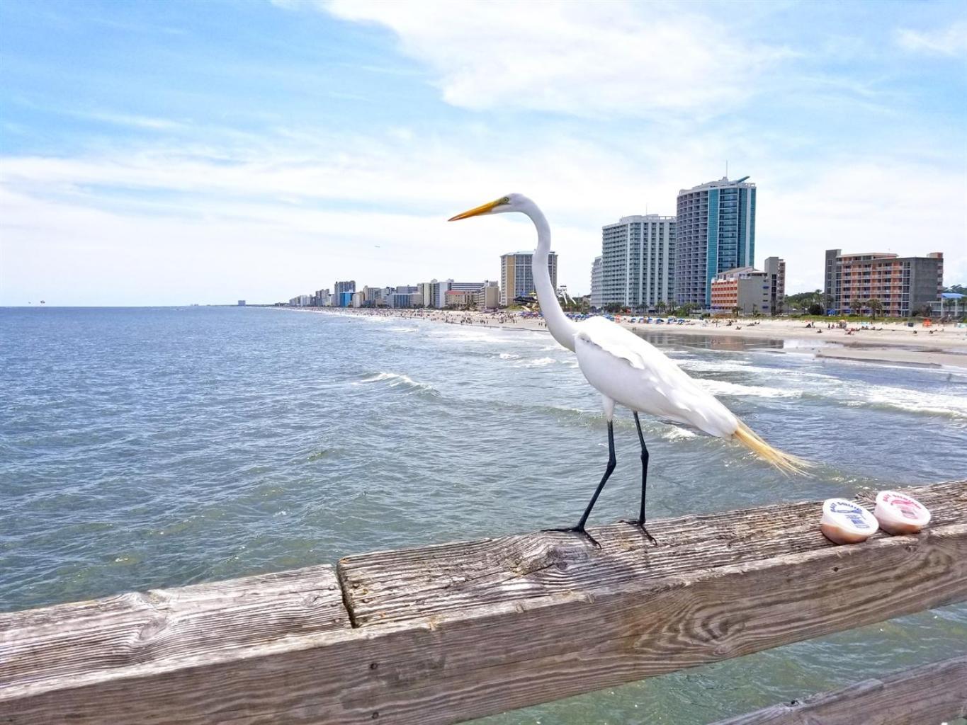New Amazing Corneramazing Views Honeymoon Suite! Myrtle Beach Exterior foto